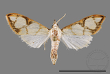 ǦW:Cirrhochrista fuscusa