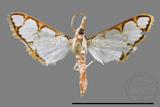 ǦW:Cirrhochrista spinuella