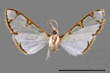 ǦW:Cirrhochrista spinuella