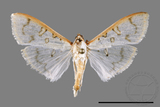 ئW:ŲwCrambidae