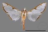 ǦW:Cirrhochrista spinuella