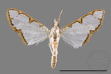 ǦW:Cirrhochrista spinuella