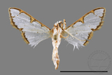 ǦW:Cirrhochrista spinuella