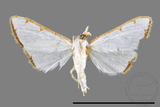 ǦW:Cirrhochrista spinuella