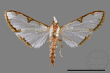 ǦW:Cirrhochrista spinuella