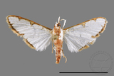 ǦW:Cirrhochrista spinuella