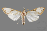 ǦW:Cirrhochrista fuscusa