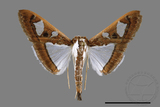 ǦW:Glyphodes actorionalis