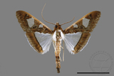 ǦW:Glyphodes actorionalis