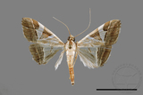 ǦW:Glyphodes itysalis