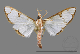 ǦW:Cirrhochrista spinuella