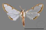 ǦW:Cirrhochrista spinuella