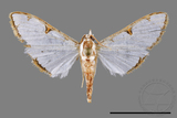 ǦW:Cirrhochrista spinuella