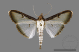 ǦW:Sisyrophora pfeifferae