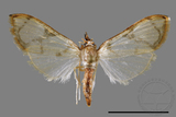 ǦW:Cirrhochrista fuscusa