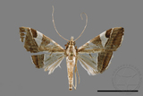 ǦW:Glyphodes itysalis