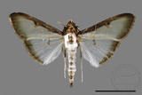 ǦW:Sisyrophora pfeifferae