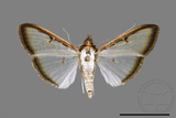 ǦW:Sisyrophora pfeifferae