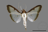 ǦW:Sisyrophora pfeifferae