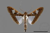 ǦW:Glyphodes actorionalis