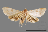 ئW:ŲwCrambidae