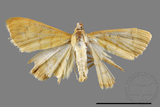 ئW:ŲwCrambidae