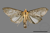 ǦW:Tyspanodes hypsalis