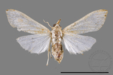 ǦW:Cirrhochrista spinuella