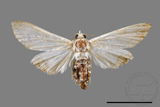 ǦW:Cirrhochrista spissalis