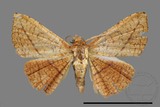 ǦW:Striglina sp.