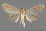 ئW:ŲwCrambidae