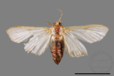 ǦW:Cirrhochrista spissalis