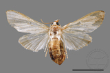 ǦW:Cirrhochrista spissalis