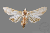 ǦW:Cirrhochrista spissalis