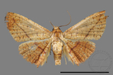 ǦW:Striglina sp.