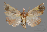 ǦW:Orybina flaviplaga