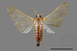 ǦW:Cirrhochrista spissalis