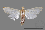 ǦW:Cirrhochrista spinuella