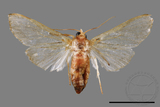 ǦW:Cirrhochrista spissalis