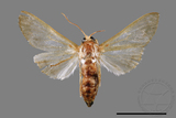 ǦW:Cirrhochrista spissalis