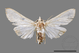 ǦW:Cirrhochrista spissalis