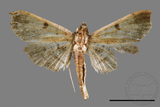 ǦW:Ceratarcha umbrosa