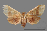 ǦW:Hypolamprus sp.