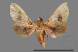 ǦW:Hypolamprus sp.