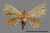 ǦW:Striglina sp.