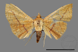 ǦW:Striglina sp.