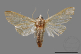 ǦW:Cirrhochrista spissalis