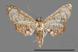 ǦW:Hypolamprus sp.