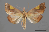 ǦW:Orybina flaviplaga