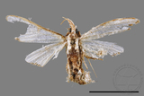 ǦW:Cirrhochrista fuscusa